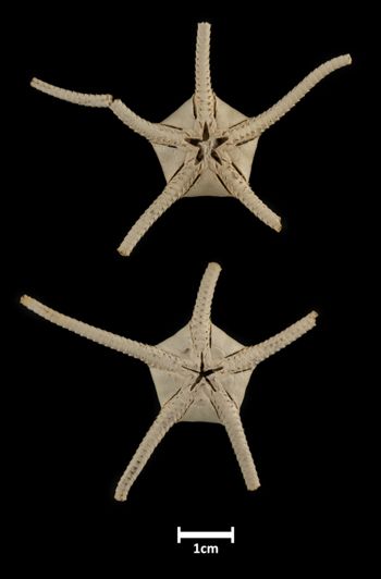 Media type: image;   Invertebrate Zoology OPH-642 Description: Bottom up view of single ophiuroid specimen with a scale bar.;  Aspect: ventral